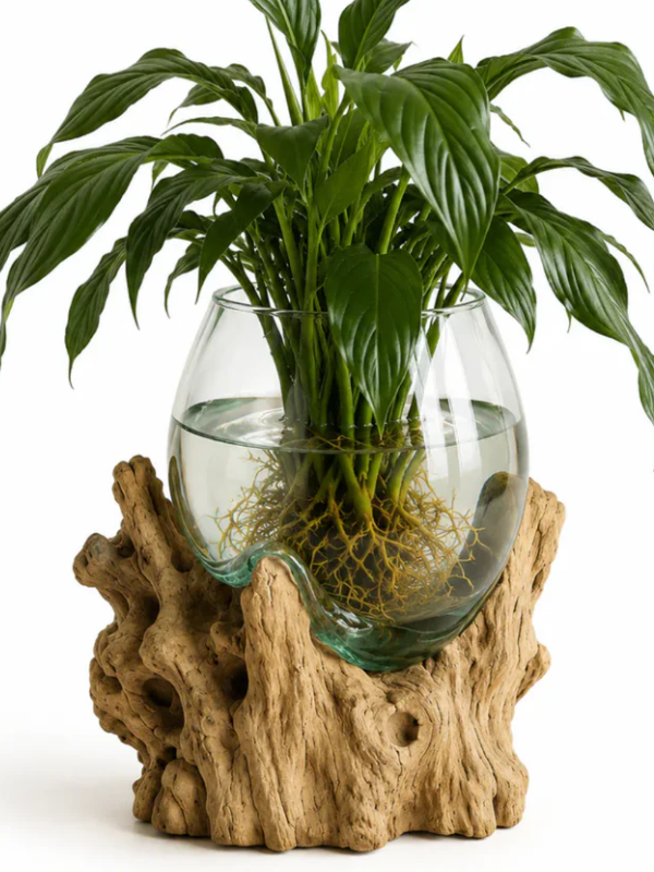 WoodenLux handcrafted molten glass vase on recycled driftwood.
