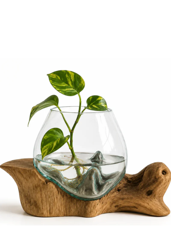WoodenLux handcrafted molten glass vase on recycled driftwood.
